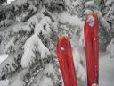 Ski_Schnee_Baum