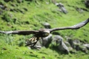 Adler im Anflug