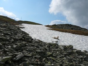 Schneefeld kurz vorm Gipfel Steinbergstein, eine willkommene Abkühlung!!